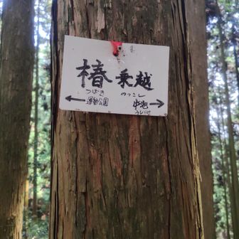 今日は、ここから下山。
この先極楽寺山までの尾根道も、（近くに林道があるのがやや興ざめですが）山深い感じのルートですね。