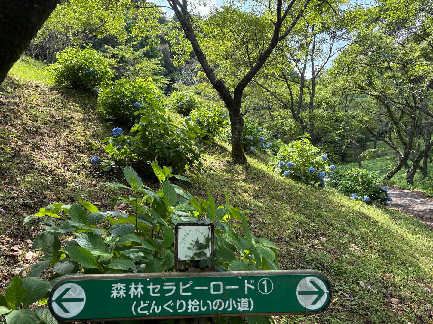 ドングリ拾いの小道とは、かわいい😍

おつかれさま

