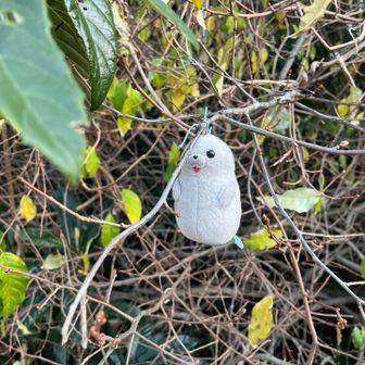 干しアザラシ。