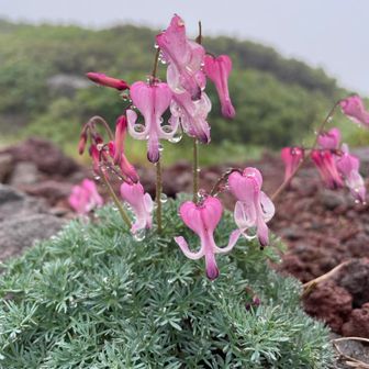 ユリックスター