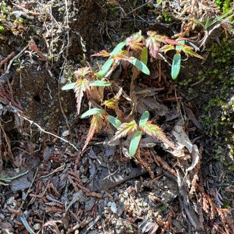 モミジBABY🍁🍼👶