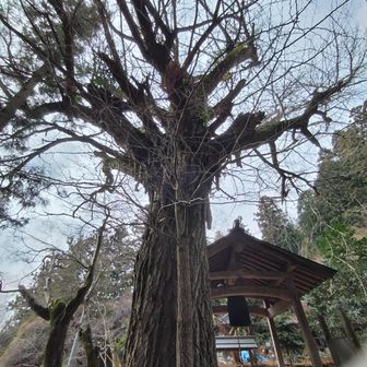 戒長寺のお葉つきいちょう