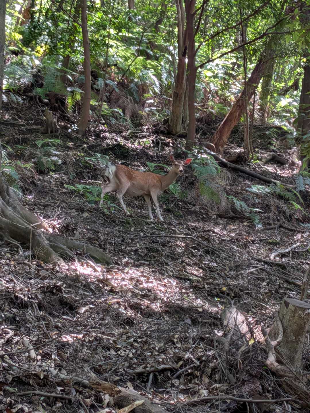 近付くと鹿🦌と目が合いました。成獣というより少し幼い感じがしました。