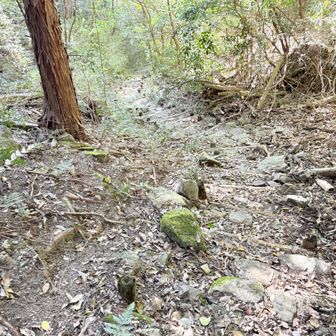 やや荒れた急坂が続いた。
