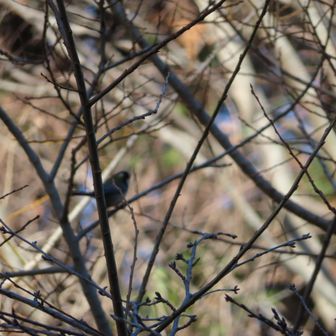 池のまわりはバズーカ持った鳥撮りさんがいっぱい😲ルリビタキが来るらしい。ちびはシジュウカラがせいいっぱい😅