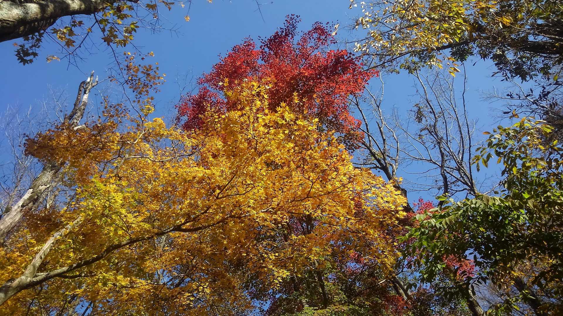 古寺に　灯のともりたる　紅葉哉/正岡子規