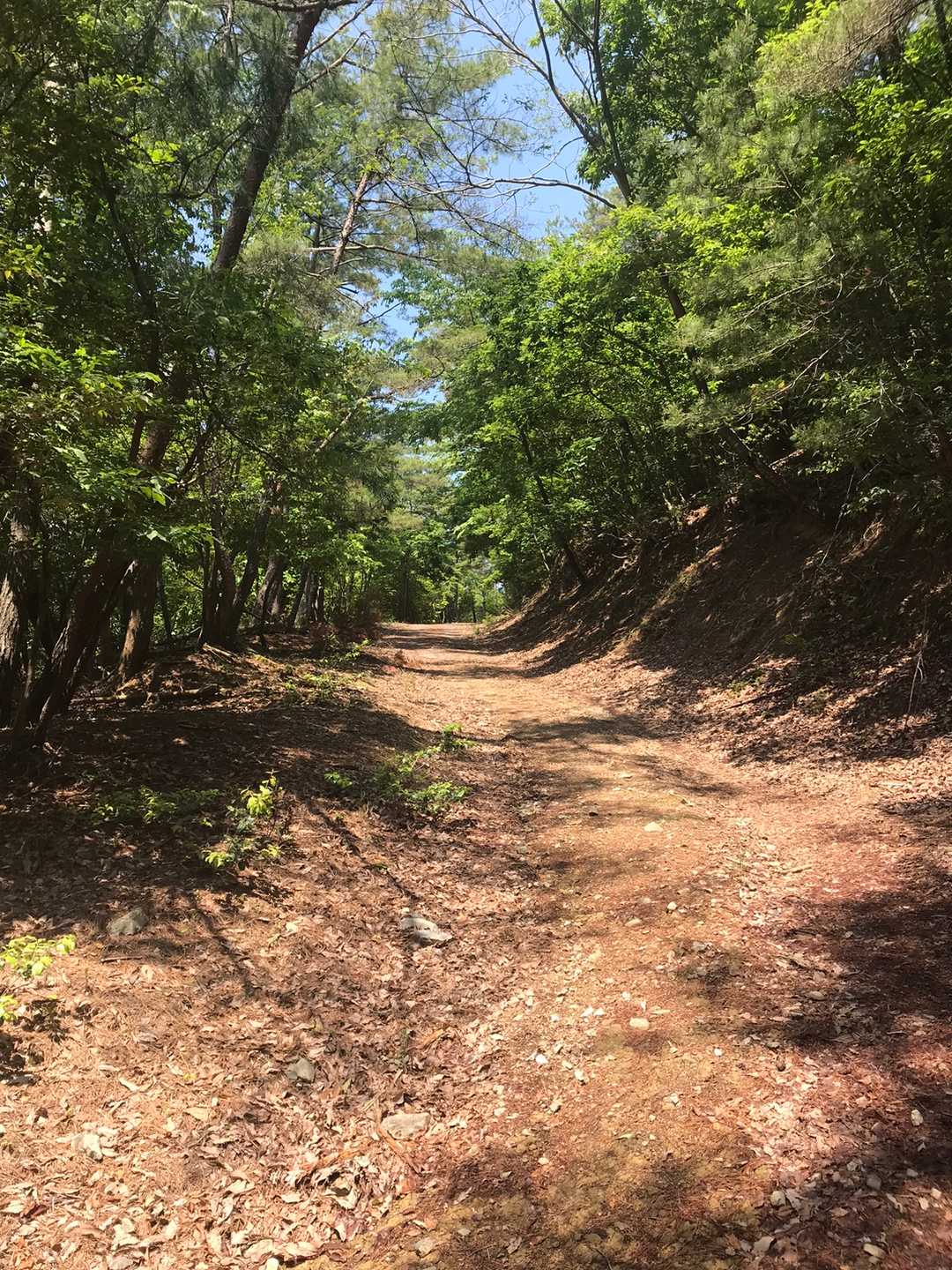 散歩🚶気分で