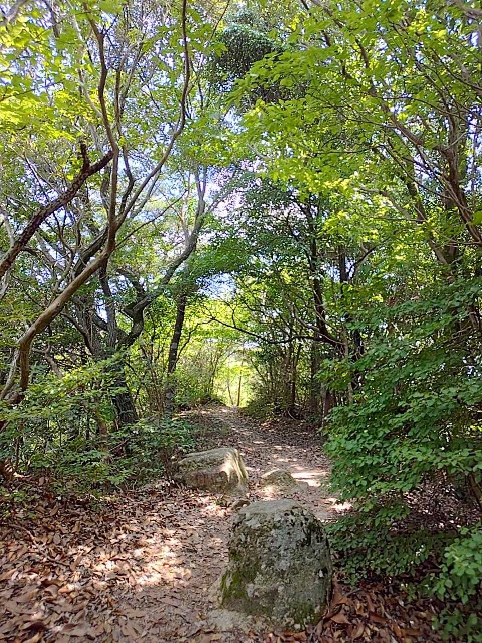 でも、木漏れ日のもれる素敵な尾根もある✨