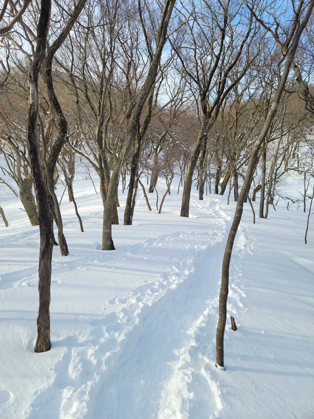木和田尾根登山口-子向井山-白瀬峠 往復コースの写真