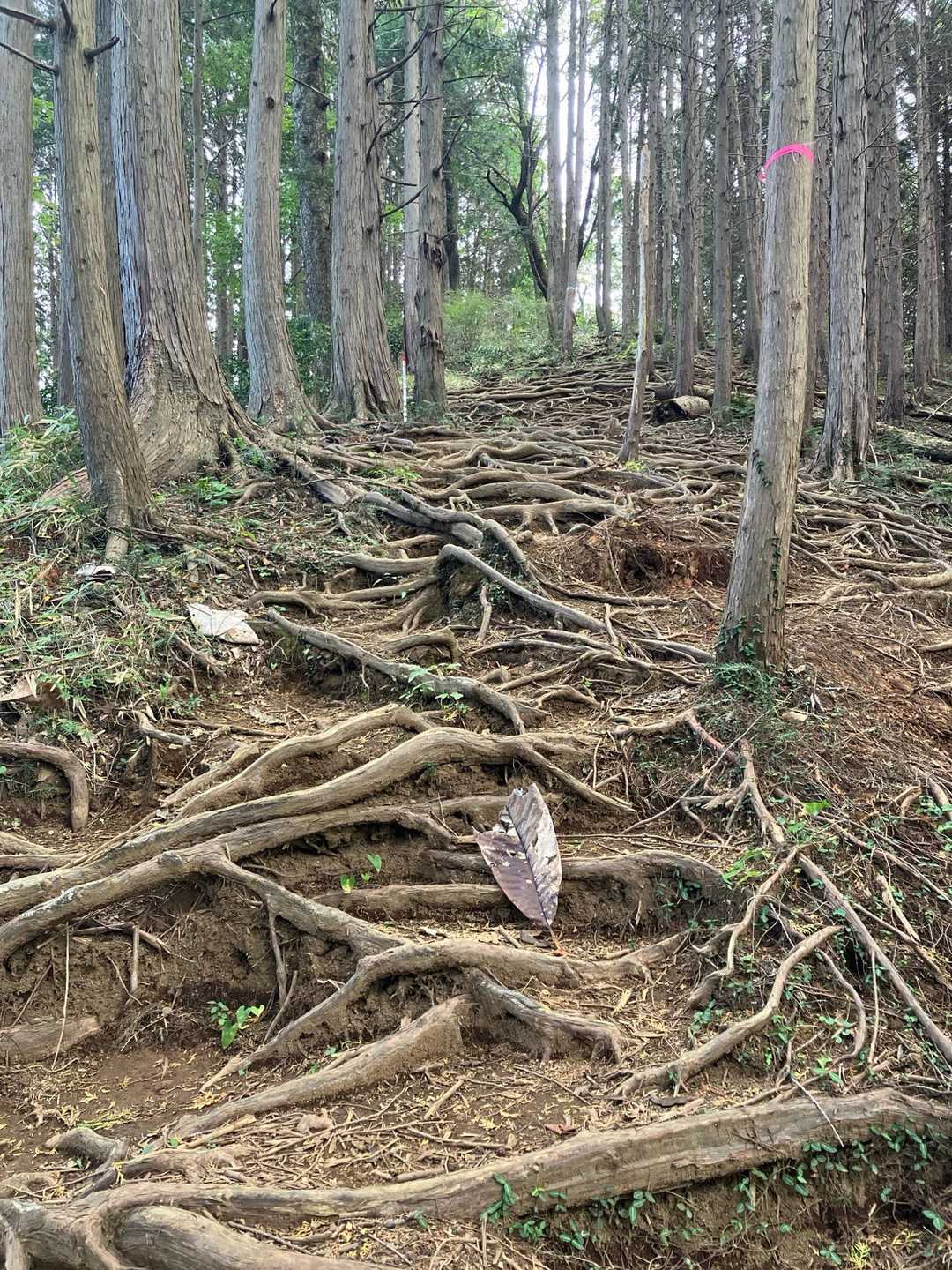 ハードな登りも有り