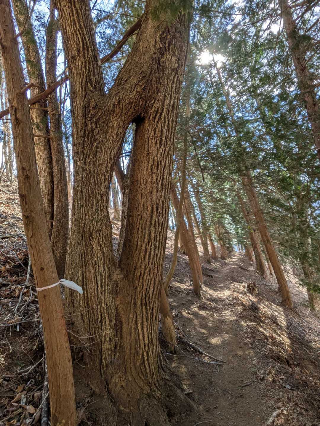 一度離れて再度合体してる～～面白いね👍️😄🌵