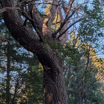 すごい松あった。
登る時は、気づかんかった。