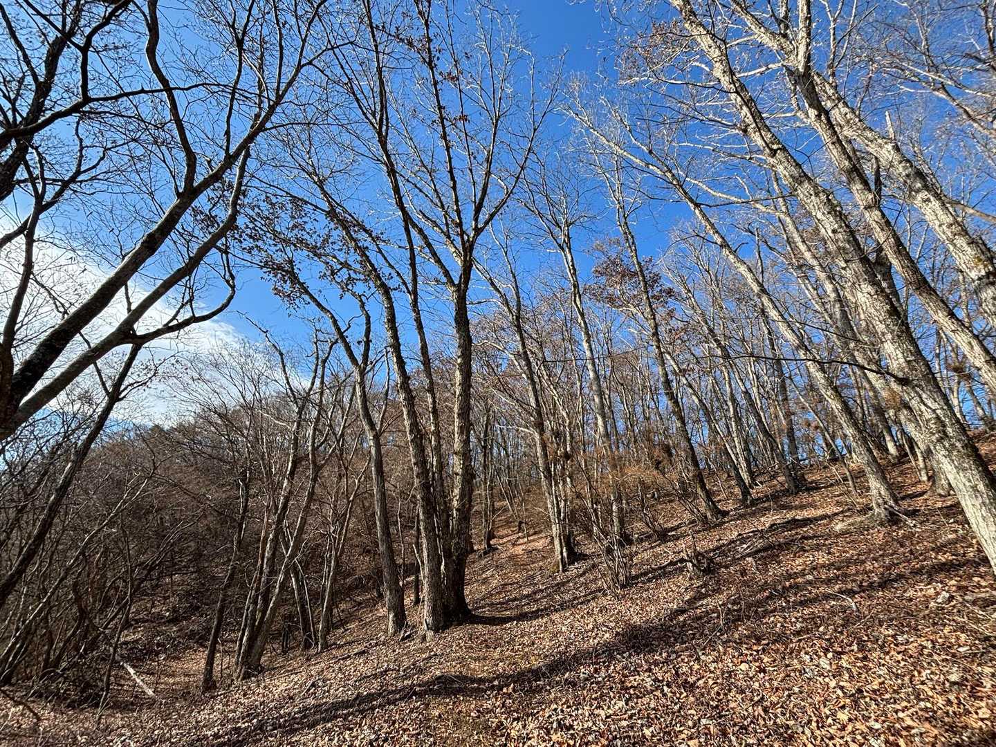 これだから冬の低山はいいね♪
