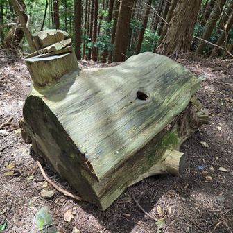 レボでみるブタさんの木はこれかな