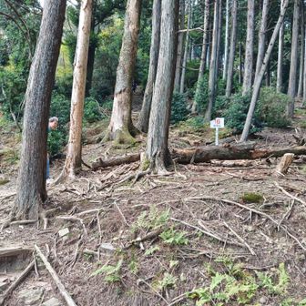このあたりから、横高山への急登が始まります