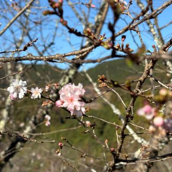 春の桜と違った風情がありますね😊