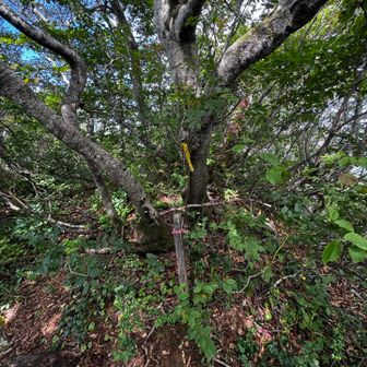 野田ヶ山
山名板ない