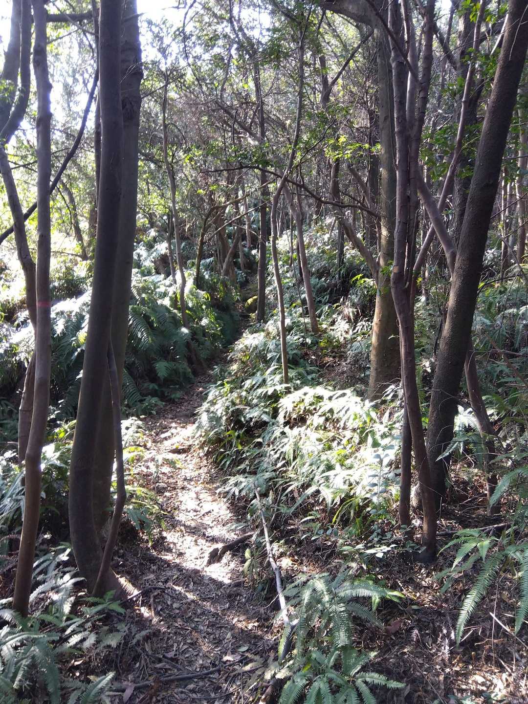 シダ植物が道を塞いでいる箇所も。