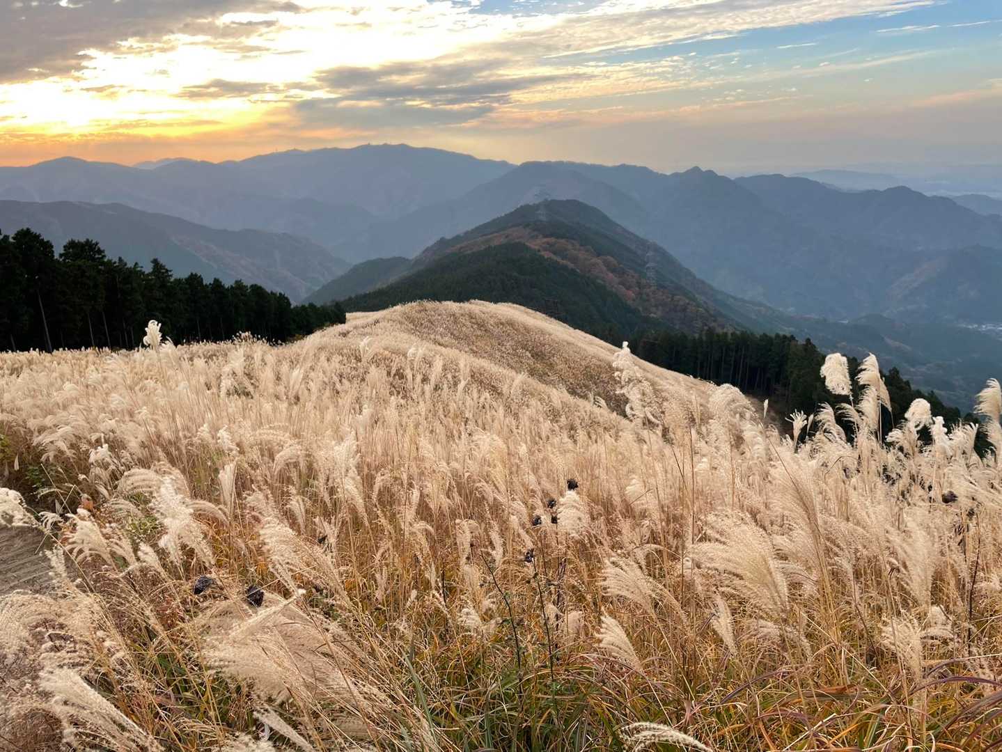 滝畑ダムバス停-滝畑登山口-岩湧山-紀見峠駅 縦走コースの写真