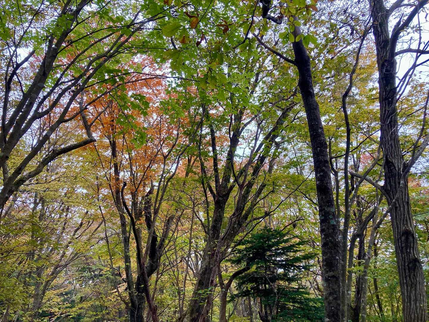 日輪寺-八溝山 往復コースの写真