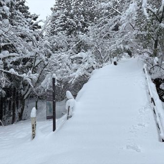 さて、名残惜しいけど下山。
登山口以降はもちろんNOトレース
