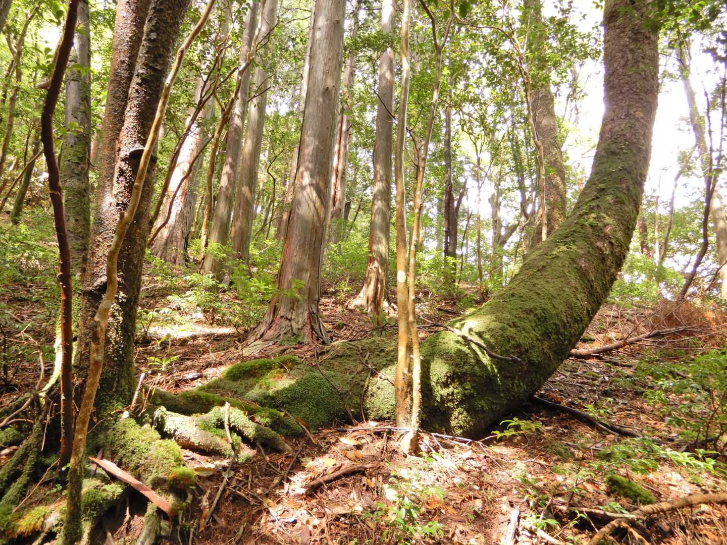 予報通りに晴れたので開始。このお山も始めっからきれい。