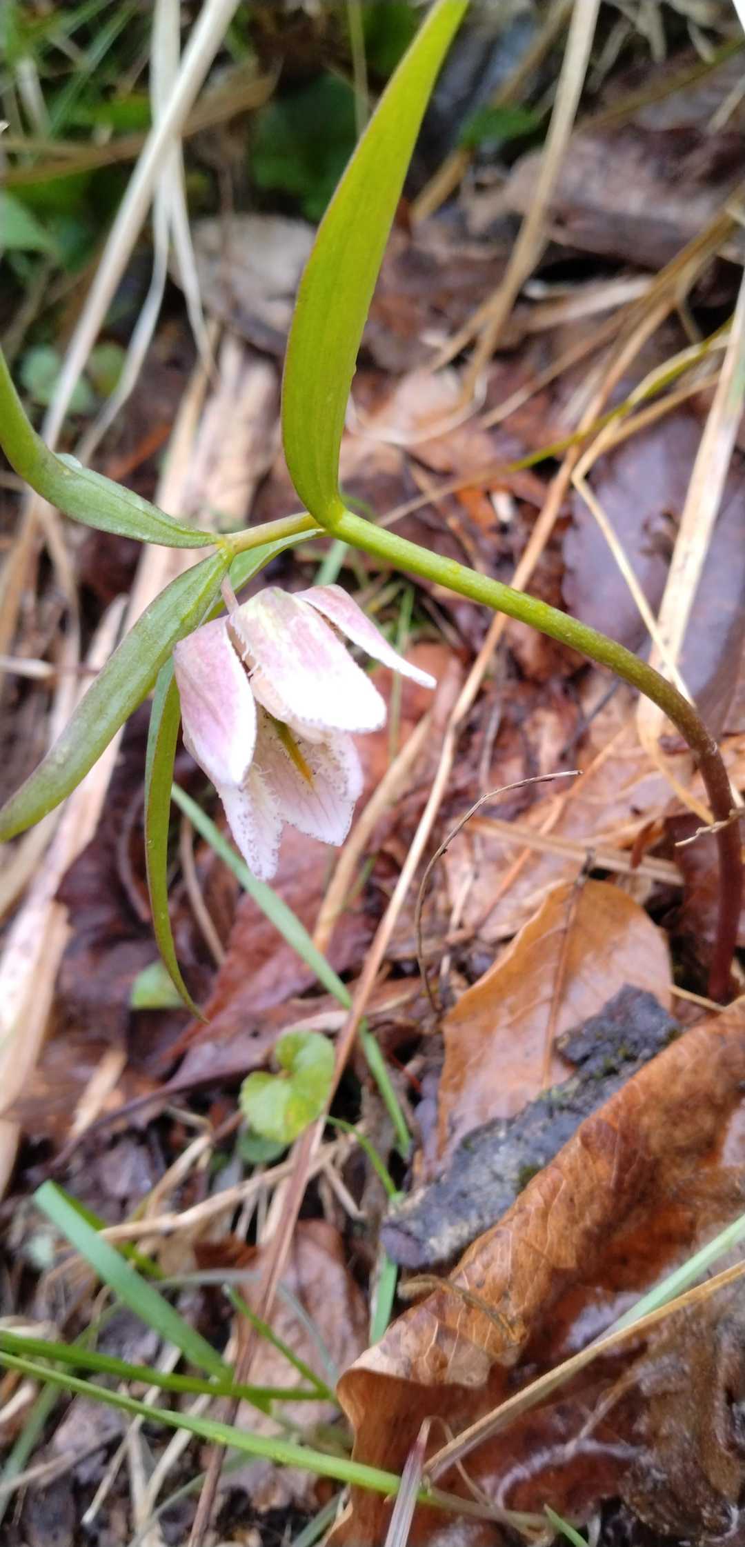 コシノコバイモも沢山咲いていました。
カタクリと雪割草は寒くて閉じていたので写真は有りません🙏