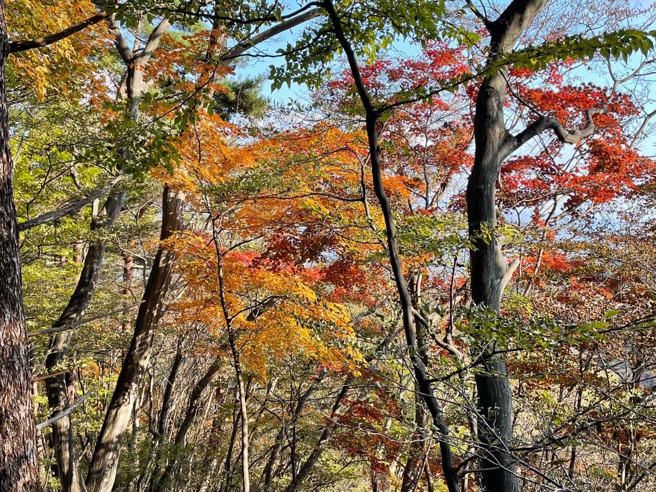 紅葉🍁