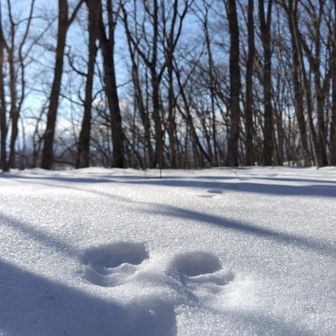 ウサギの足跡🐾
辺りには様々な動物たちなの足跡がいっぱい😆