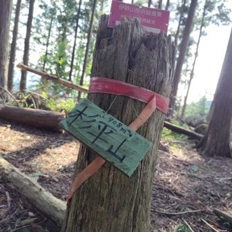 帰り道に杉平山✌️
