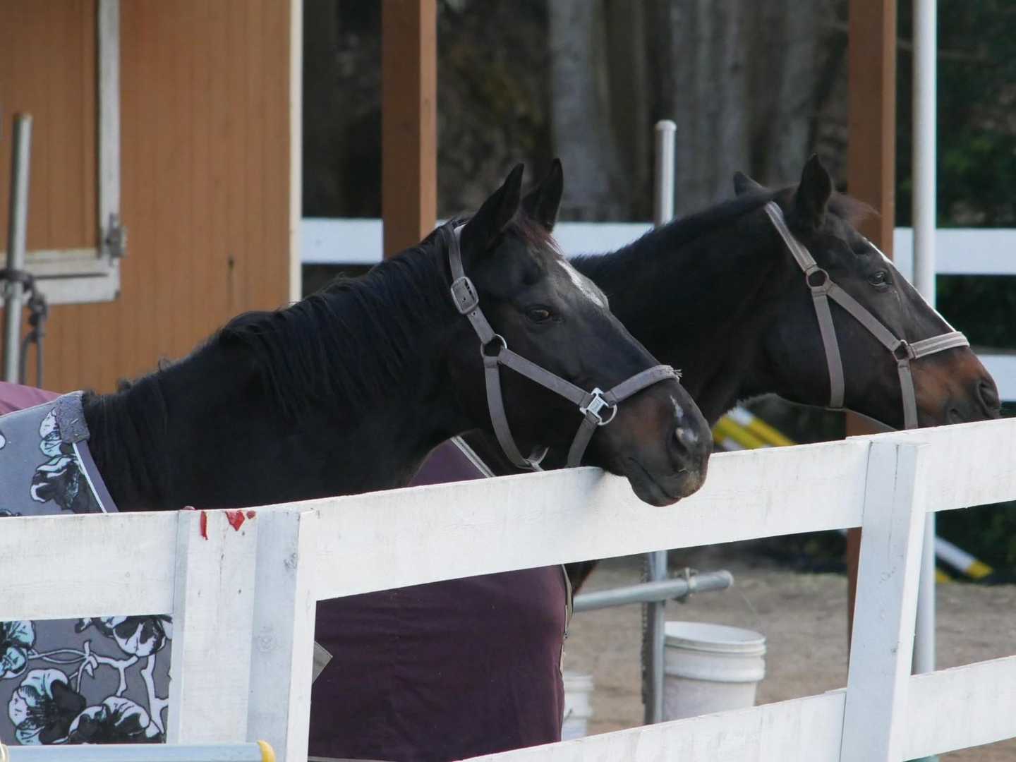 琴石山サラブレッドパークのお馬さん。
私も午(馬)年の馬面…(⁠ ⁠ꈍ⁠ᴗ⁠ꈍ⁠)