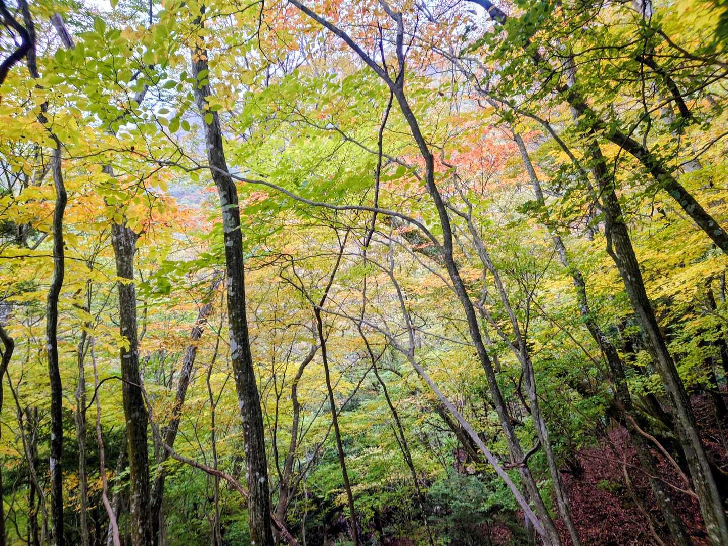 登山道脇の木々は紅葉🍁が見頃です🎵