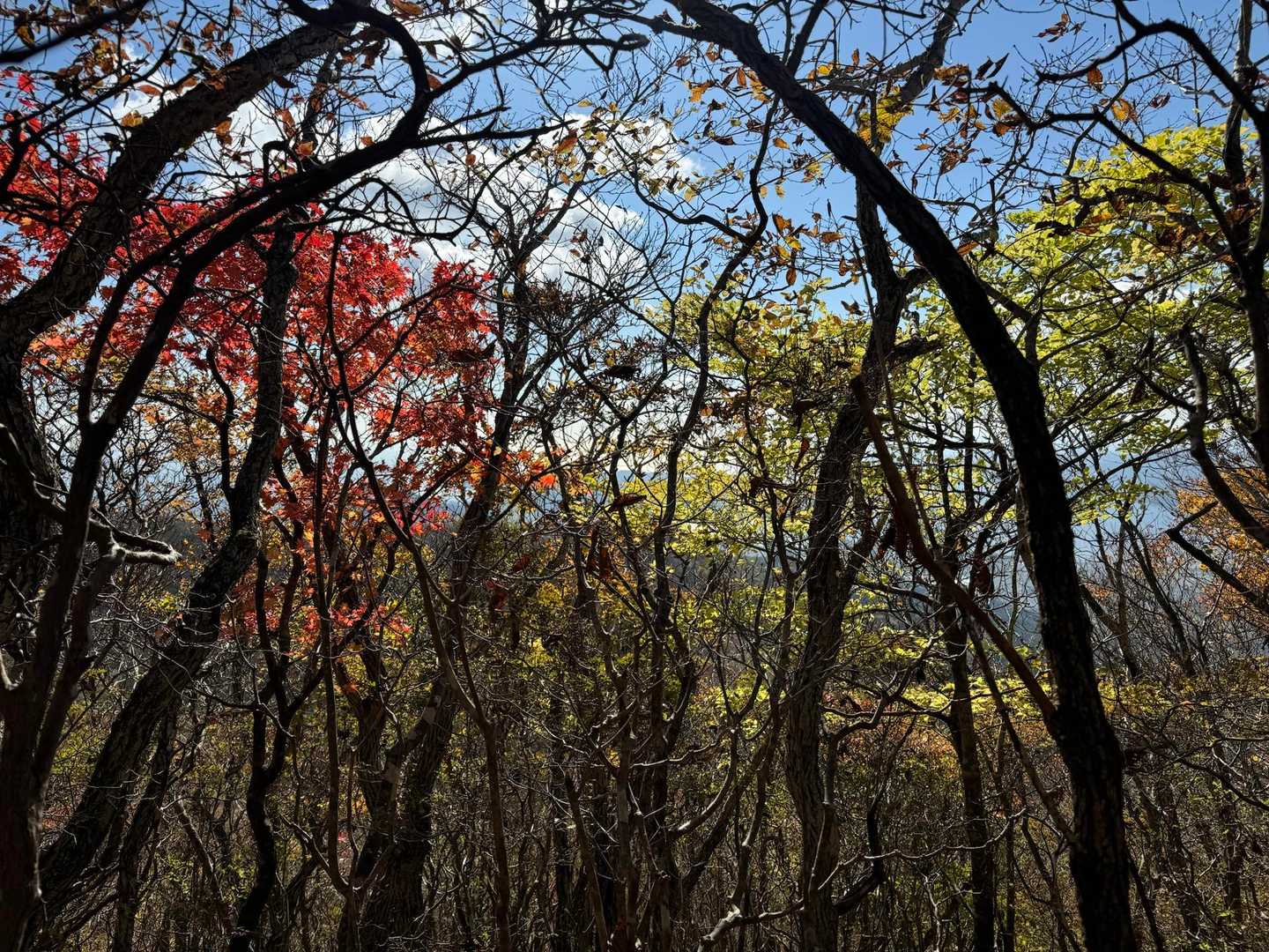 すずらんコース登山口-氷上山 往復コースの写真