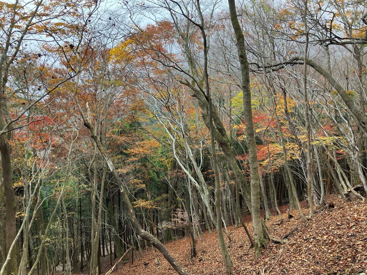 尾平トンネル登山口-尾平越-古祖母山 往復コースの写真