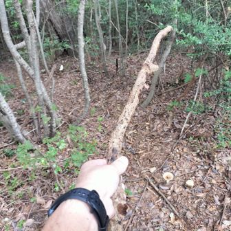 ここまで、この棒でクモの巣払いながらやってきました。
名付けて
「クモの巣払いながらやってきた棒」😁
ここで自然に返します
