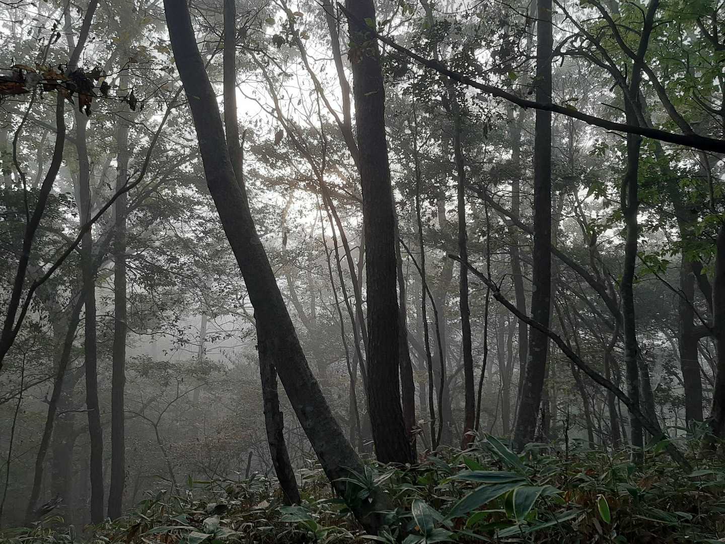 霧