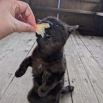 下に置くまで待てずにパクリ😋