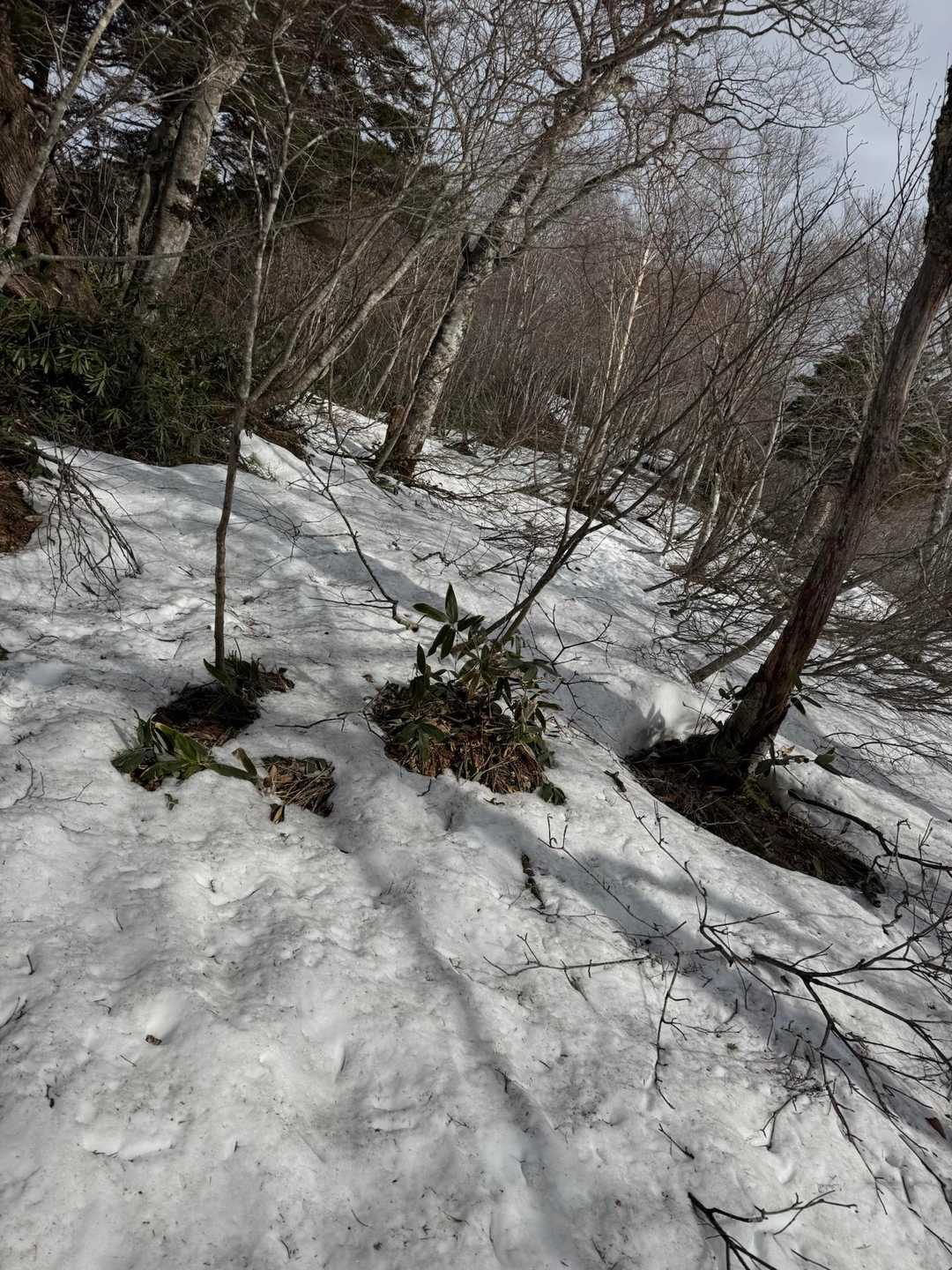ここで一気に増えた。