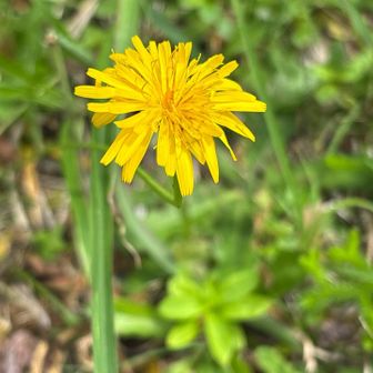 🌼