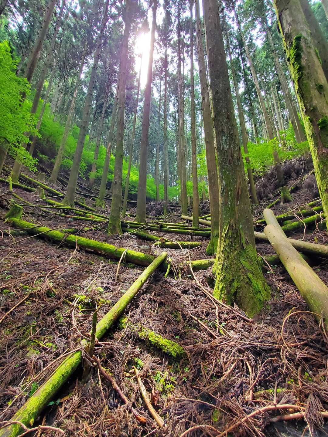苔のある場所も