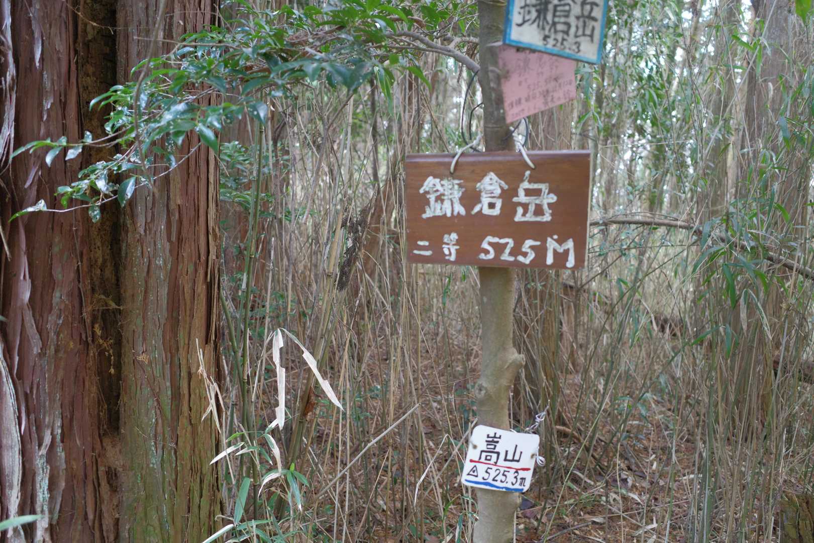 城山 往復コースの写真