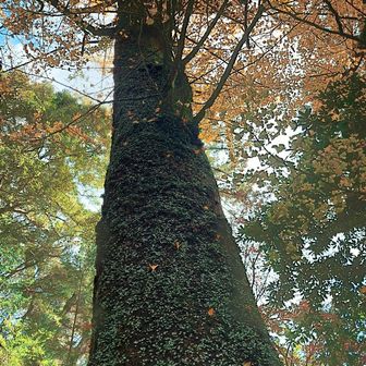 豆ツタ🌱に絡んだ巨木を見上げ🙄