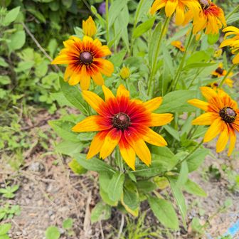 ルドベキアヒルタ🌼
調べたらシカ除けの花らしい。