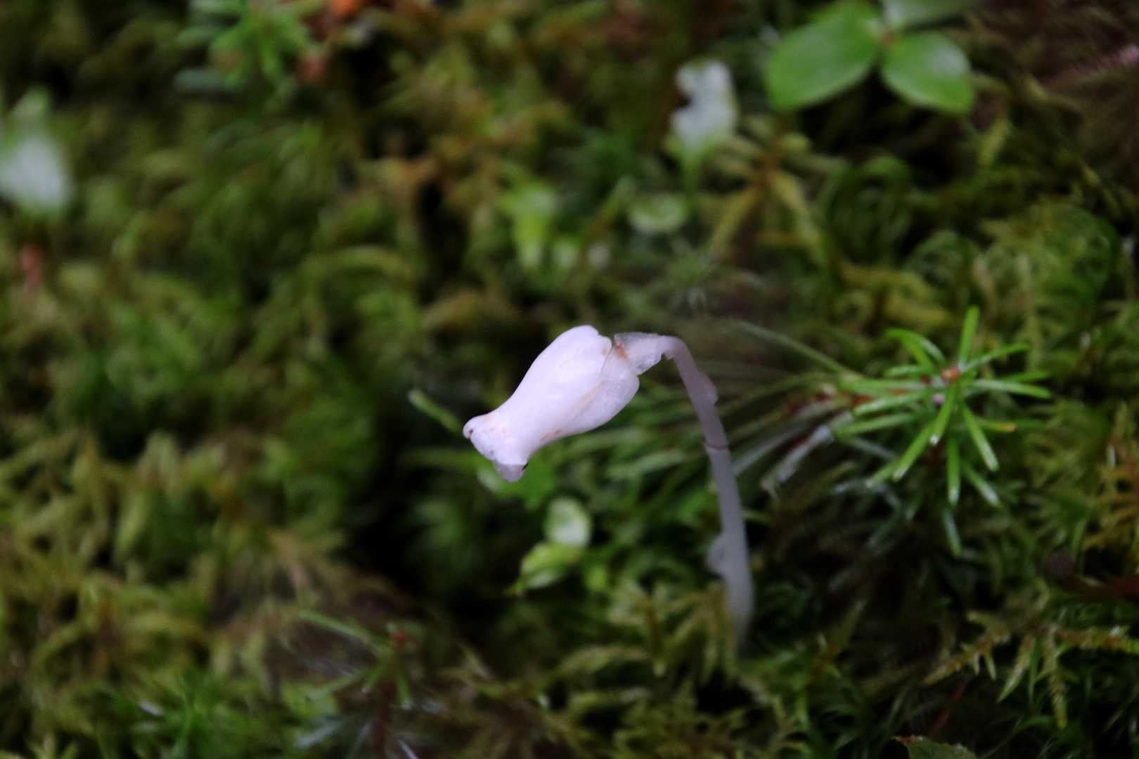 ギンリョウソウ発見
秋に咲くタイプ？