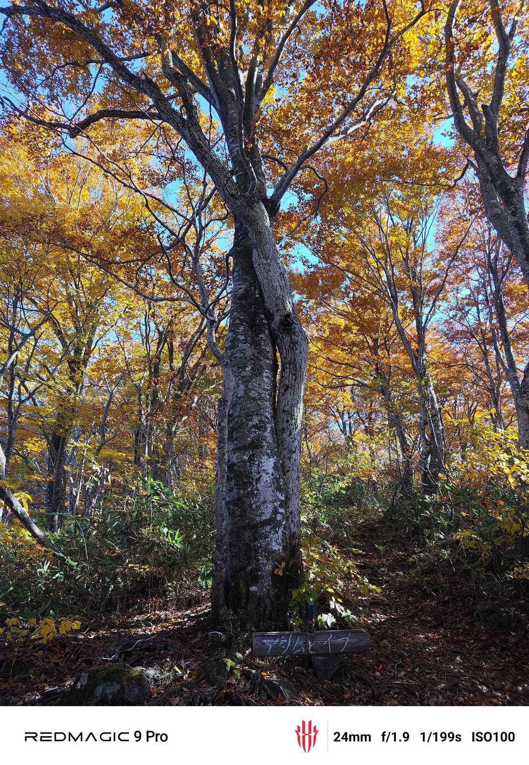 広域林道登山口-保月山-釈氏ヶ岳-中岳 往復コースの写真