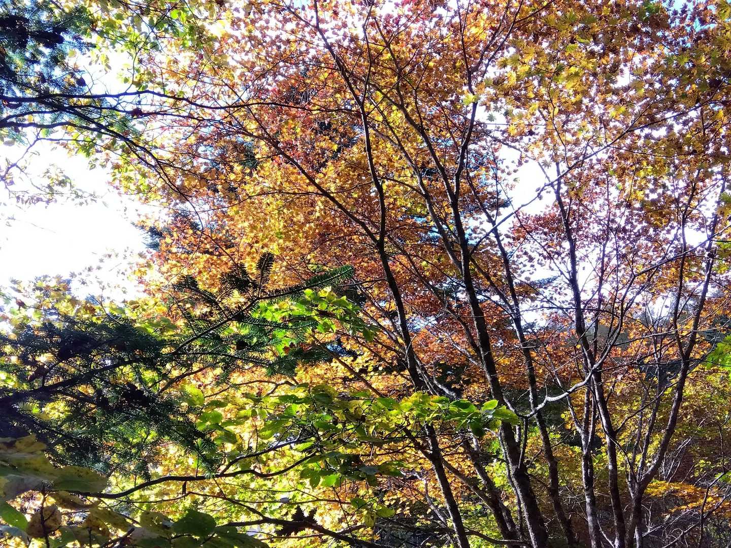 丸川峠分岐駐車場-丸川峠-大菩薩嶺-大菩薩峠 周回コースの写真