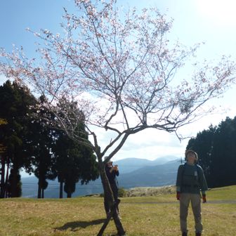 桜？