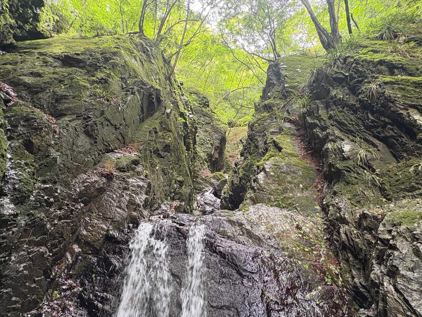 白谷沢-棒ノ嶺-滝ノ平尾根周回コースの写真