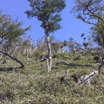 斜面の木が寝ています。海から強い風が吹くのかな。