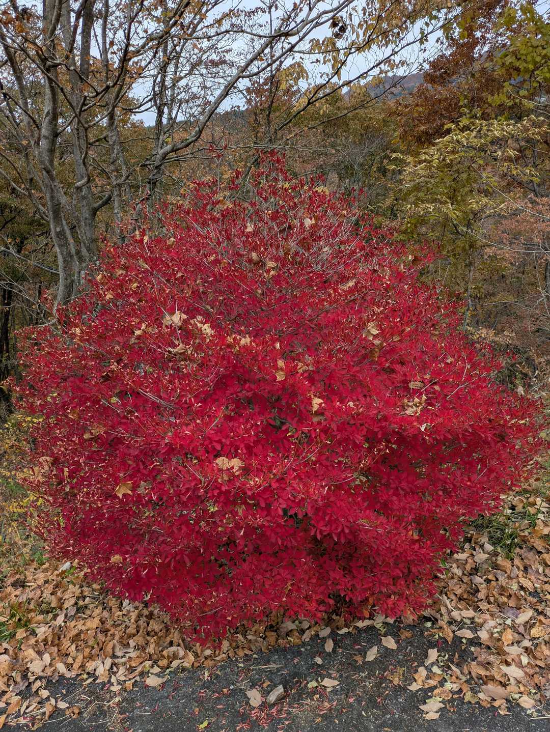 まだまだ紅葉です！
